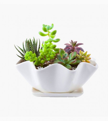 Desk Plants